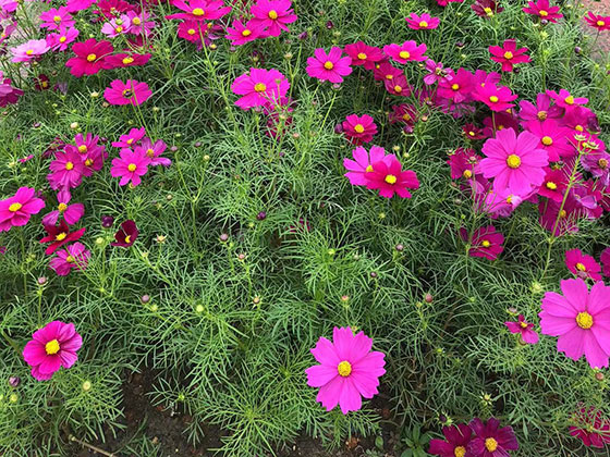 唐山花草盆栽-公司植物摆设设计